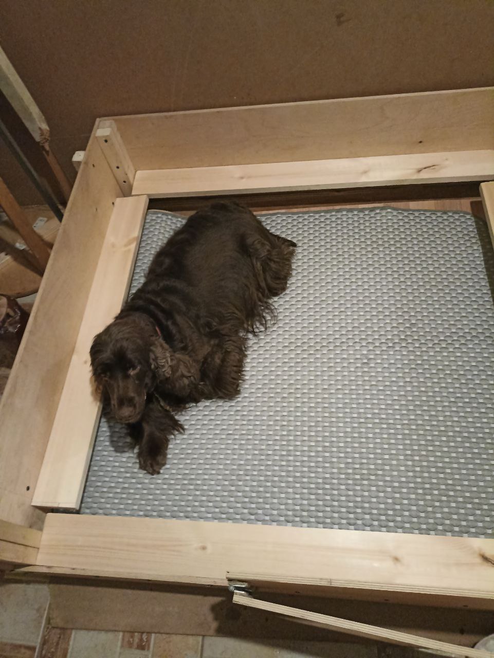 Astra Brilliant Lady